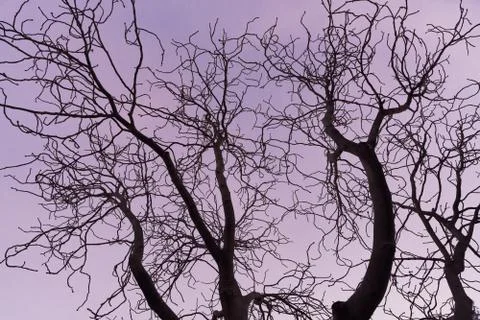 Tree branches against the sky at sunset Stock Photos