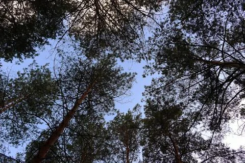 Tree branches against the sky. trees sway in the wind. tall pines. pine branc Stock Photos