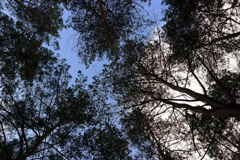 Tree branches against the sky. trees sway in the wind. tall pines. pine branc Stock Photos