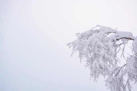 Tree branches against the sky in the winter forest Stock Photos