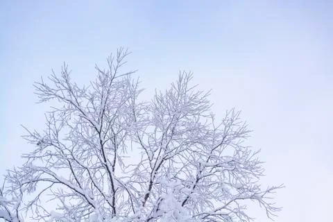 Tree branches against the sky in the winter forest Stock Photos