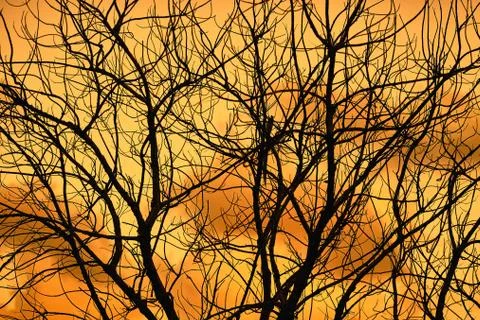 Tree branches against the sunset sky. Outline of branches is an Abstract back Stock Photos