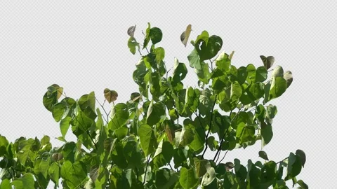 Tree branches with alpha channel. Stock Footage 146104501