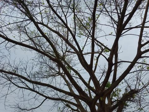 Tree branches and bark silhouette in nature Fotos de archivo
