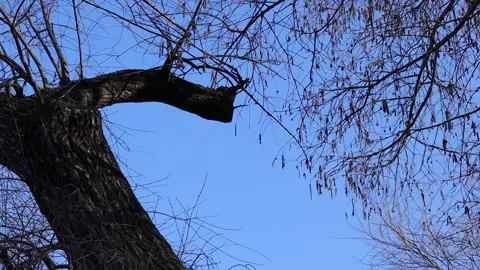 Tree Branches and Blue Sky Stock Footage 233888245