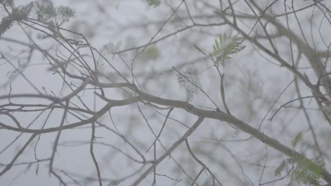 Tree branches and blue sky Видео 244704988