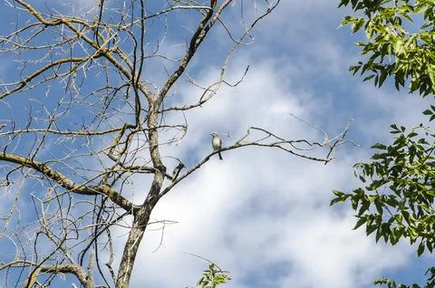 Tree branches and blue sky with white clouds in the background, Russia. Stock Photos
