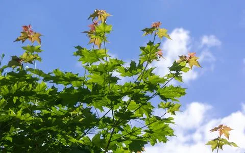 Tree branches and blue sky, view from below. View of a maple branch 스톡 사진