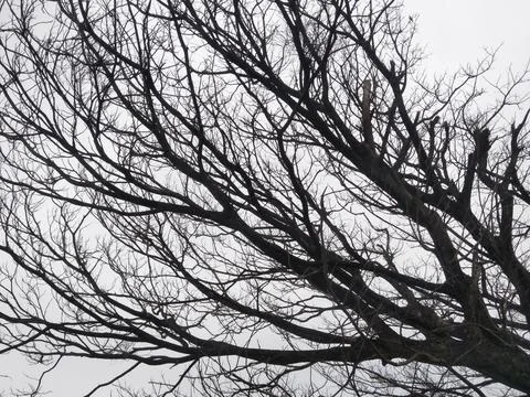 A tree with branches and branches whose leaves have fallen off Stock Photos