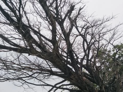 A tree with branches and branches whose leaves have fallen off_02 Stock Photos