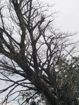 A tree with branches and branches whose leaves have fallen off_03 Stock Photos