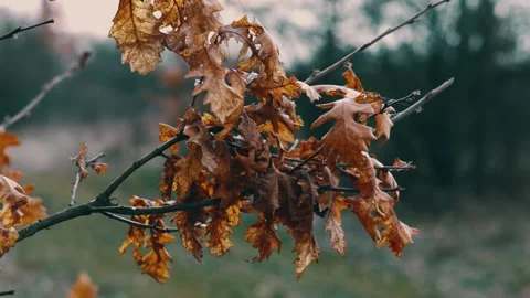 Tree Branches And Branches In The Wind Slow Motion Stock Footage 234209058