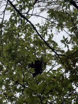 Tree Branches and Canopy Viewed From Below Stock-Fotos