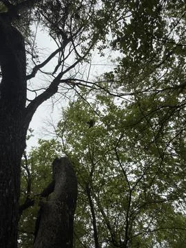 Tree Branches and Canopy Viewed From Below Stock-Fotos