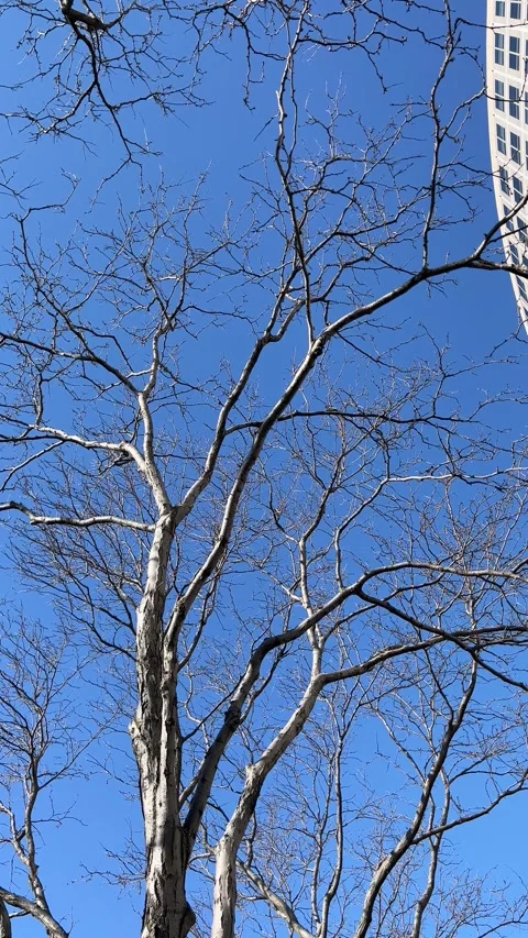 Tree Branches and City Building, Blue Sky, Vertical Video Stock Footage 305609048