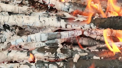 Tree branches and coal burn in fire with red flame turning into gray ash. Close- Stock Footage 247176919