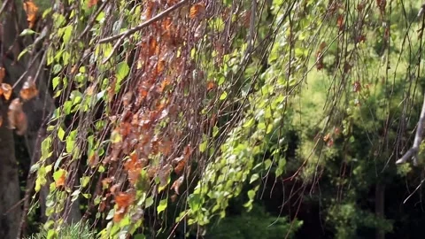 Tree branches and colorful leaves moving Stock Footage 321005772