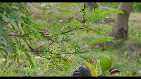 Tree Branches and Compound Leaves in Light Wind 스톡 동영상 331297493