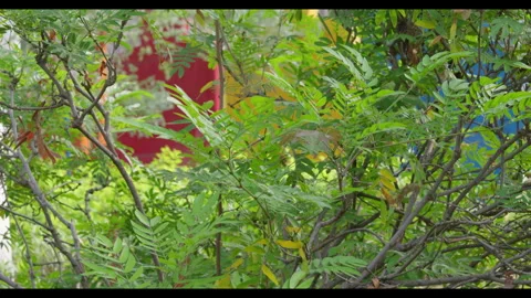 Tree Branches and Compound Leaves in Gentle Wind Stock Footage 331298683