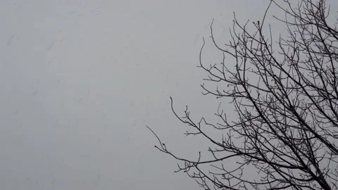 Tree branches and falling snow 스톡 동영상 233893518