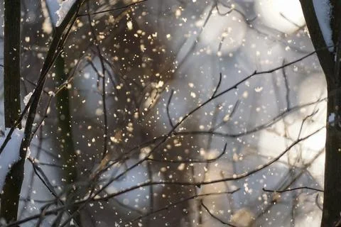Tree branches and falling snowflakes illuminated by sunlight, blurred background Stock Photos