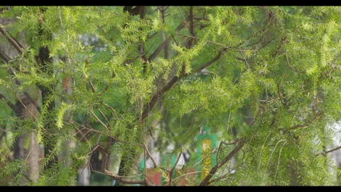 Tree Branches and Fine Foliage in Gentle Wind Stock Footage 331298546
