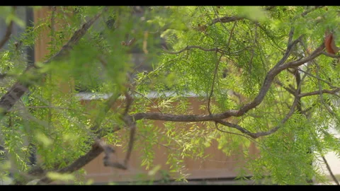 Tree Branches and Fine Leaves Swaying in Light Wind Stock Footage 331294970