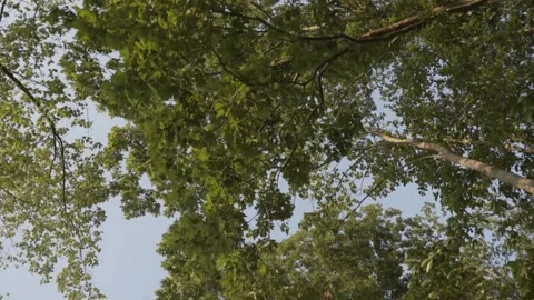Tree branches and foliage from below Video stock 168471354
