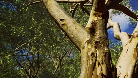 Tree branches and foliage with clear sky in the background Stock Footage 343941804