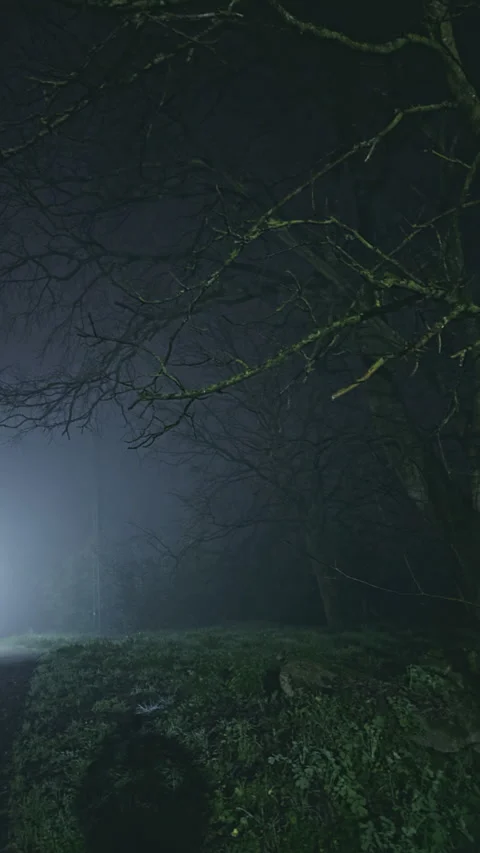 Tree branches and foliage illuminated by foggy light at night Stock Footage 275842695