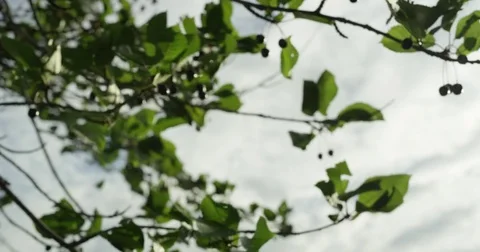 Tree Branches and Fruit Move In Wind Stock Footage 82275334