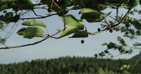 Tree Branches and Fruit Move In Wind 2 Video stock 82275484