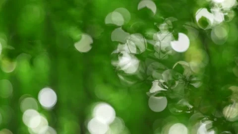 Tree branches and green foliage waving in the wind in summer forest. Abstract Video stock 132641907