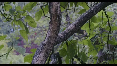 Tree branches and green leaves, 4K Stock Footage 221185508