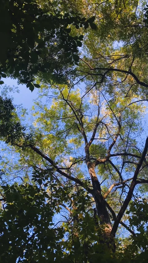 Tree branches and green leaves on the background of the blue sky Stock Footage 256746779