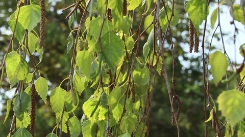 Tree branches and green leaves hanging and swaying down Stock Footage 321005773