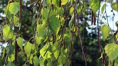 Tree branches and green leaves hanging and swaying down Stock Footage 321005779