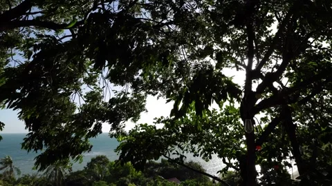 Tree Branches and Green Leaves Swaying in Strong Wind Stock-Footage 339401332