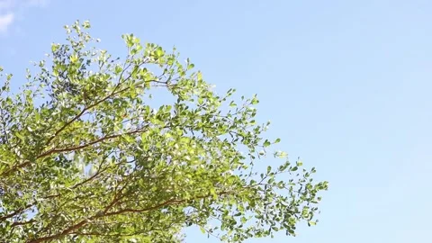 Tree branches and green leaves gently moving in the wind against a clear blue Stock Footage 340961312