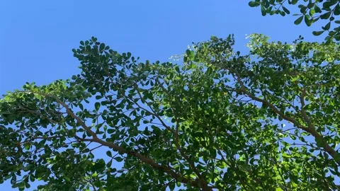 Tree branches and green leaves gently moving in the wind against a clear blue Stock Footage 340961409