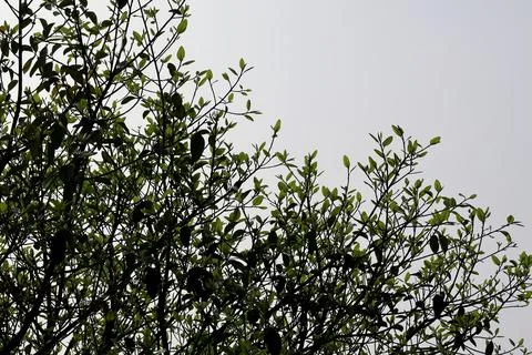 Tree Branches and Green Leaves Silhouette Against Bright Sky Stock Photos