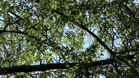 Tree branches and green tree leaves in front of a clear blue sky Stock Footage 76809636