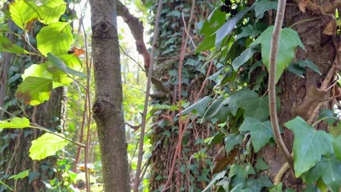 Tree Branches and Ivy Leaves Stock-Footage 320831475