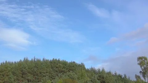 Tree branches and leaves blowing in the wind Stock Footage 85237579