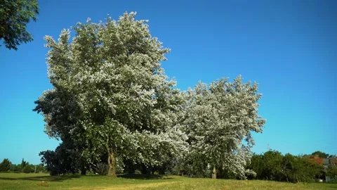 Tree branches and leaves blowing in the wind Stock Footage 303636818
