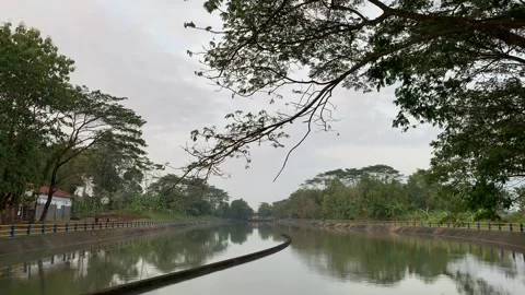 Tree branches and leaves at a dam Stock Footage 273634749