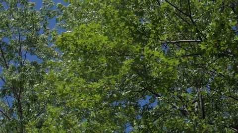 Tree branches and leaves during a windy day. Beautiful blue sky. 4K UHD. Stock Footage 53772966