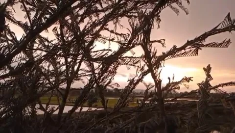 Tree branches and leaves framing the sunset view. Stock Footage 323377643