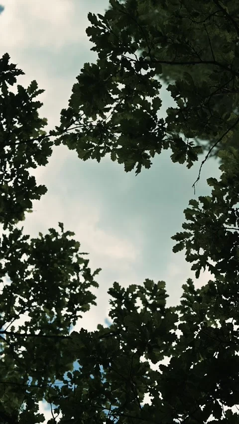 Tree branches and leaves framing the sky from the ground perspective. This Vidéo 344440030