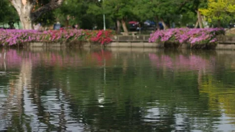 Tree branches and leaves hanging over rippling green water surface Stock Footage 325420374